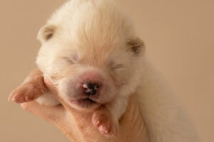 Bentensei-10-jours-male-blanc-poil-long