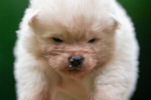 Bentensei-22-jours-male-blanc-poil-long