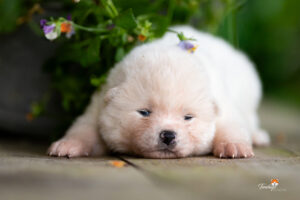 male-blanc-2-semaines