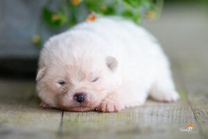 male-blanc-PL-2-semaines