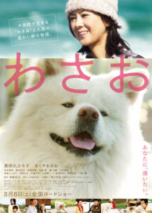 Akita blanc à poil long - Wasao わさお