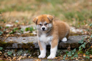 bushika-6-sem